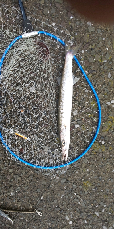 カマスは、やっぱり雨が◯