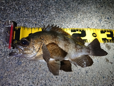 仕事終わりメバリング