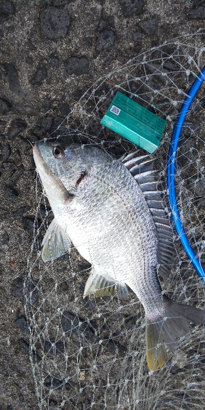 赤と黒を目指して