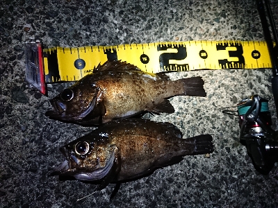 仕事終わりメバリング