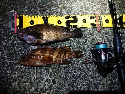 ちょこっとメバリング