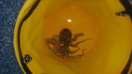 タコ釣れました。