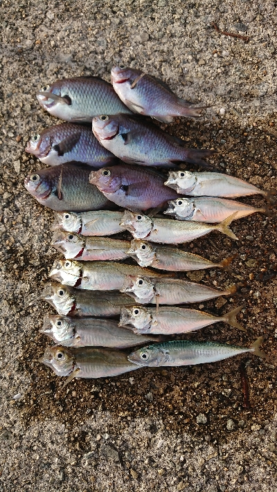 ファミリーフィッシング