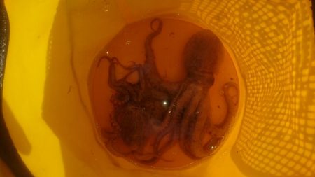 タコ釣れました。
