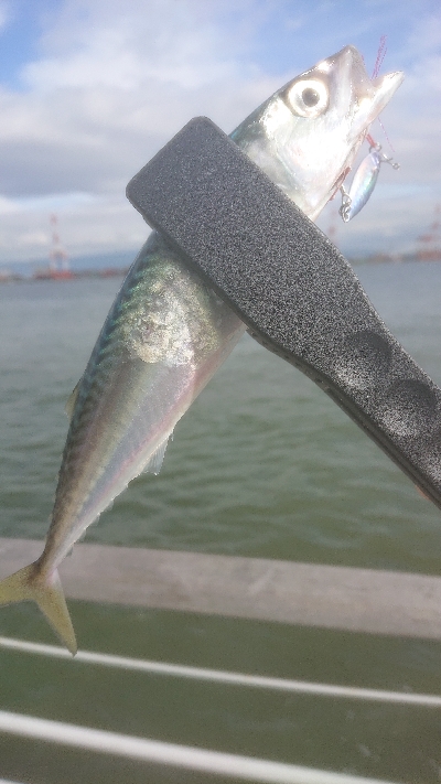 サバリング南港