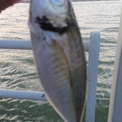 アジ、サバ、ガシ、メバ