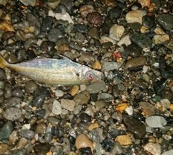 初かご釣り！！