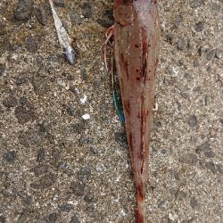 泉南ガシリング