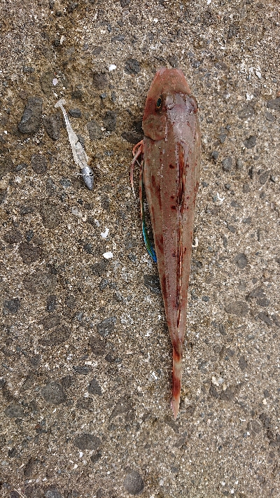 泉南ガシリング