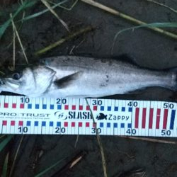 紀ノ川シーバス４本