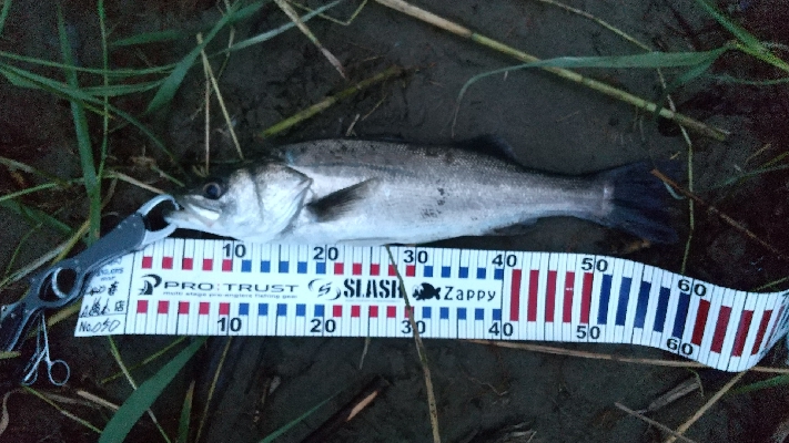 紀ノ川シーバス４本