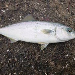 いきなりナブラ‼️