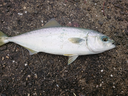 いきなりナブラ‼️