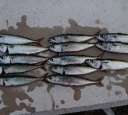 マイクロジグサビキ