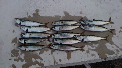 マイクロジグサビキ