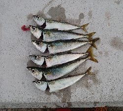 やっぱりサバゲー