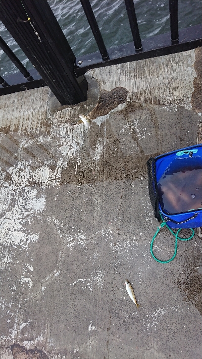 ルアー、ノマセの青物不発