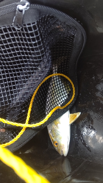 アジングdeネリゴ