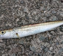 超ライトショアジギング