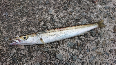 超ライトショアジギング