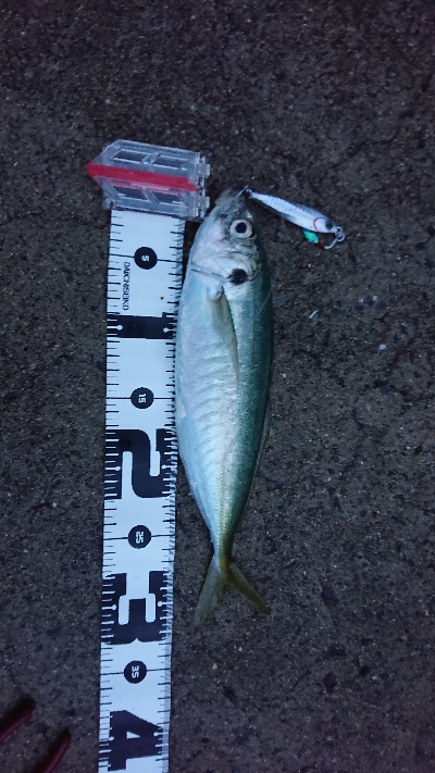 ショアジギ釣行