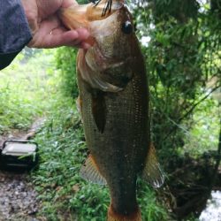 伝統のカバージグ