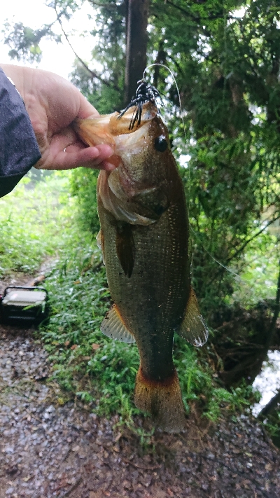 伝統のカバージグ