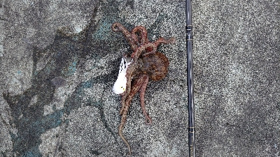 タコ釣り