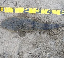 マゴチ60cmUPならず。