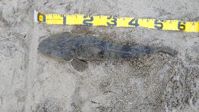 マゴチ60cmUPならず。