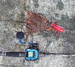 やっぱりタコ釣り