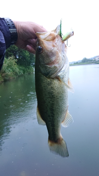 トップウォーター