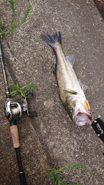 停泊船ゲーム  マニューバダンサー1oz再…