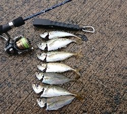 アジング    まだ釣れる