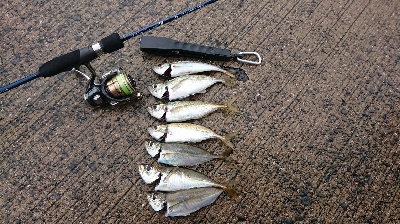 アジング    まだ釣れる