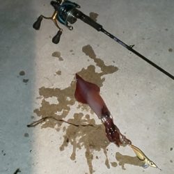 ケンサキ一杯、エソいっぱい