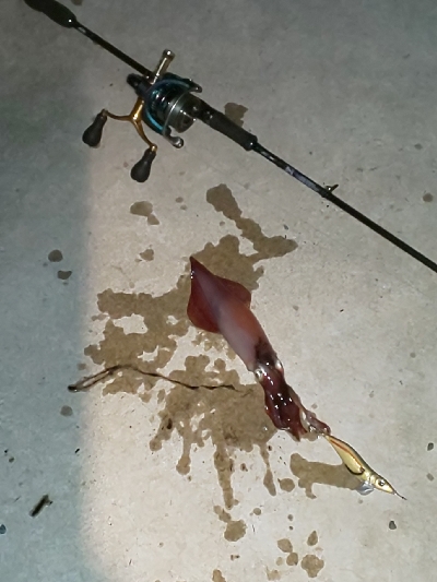 ケンサキ一杯、エソいっぱい