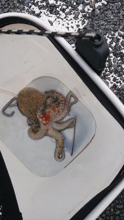 タコ釣り上手くなりたい…