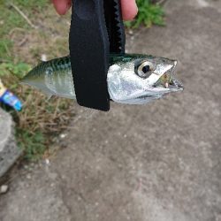 サバが大きくなってきた♪