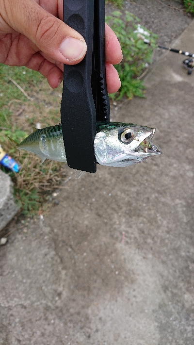 サバが大きくなってきた♪