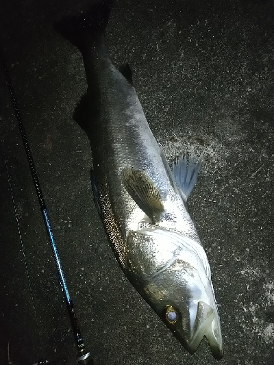 雨あとのシーバス！アジ！