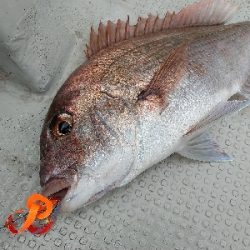 ナナマル出現！海豚にてタイラバ！