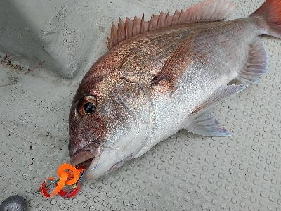 ナナマル出現！海豚にてタイラバ！