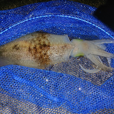 サイズが小さくなってきたけど嬉しいアオリイカ