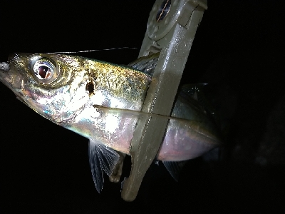 淡路島アジング絶好調！