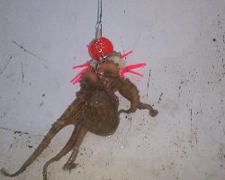 明日は雨やから