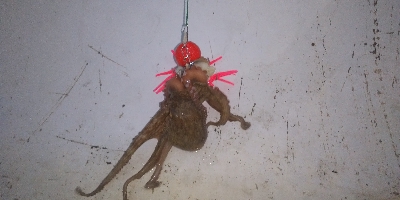 明日は雨やから