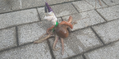 雨あとのコスモスクエア