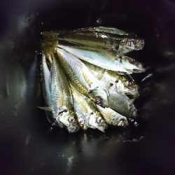 泉南フロートアジング