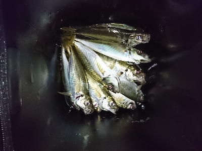 泉南フロートアジング